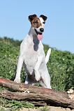 FOX TERRIER POIL LISSE 081